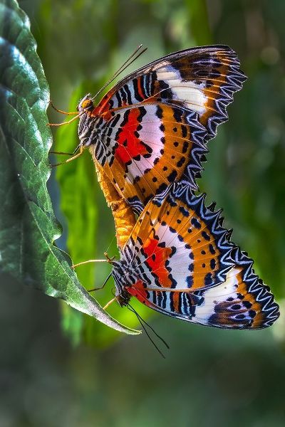Indonesia-Bali Malay lacewing butterflies mating on leaf